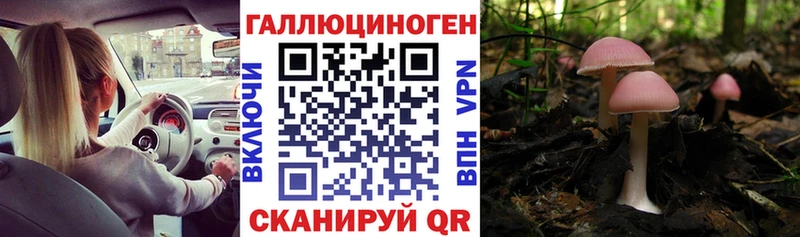 Купить закладки  Каменск-Шахтинский  Галлюциногенные грибы Psilocybine cubensis 